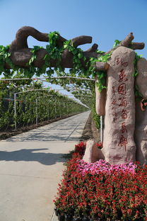 葡萄熟啦！快來創(chuàng)新農(nóng)業(yè)生態(tài)園體驗(yàn)采摘樂趣